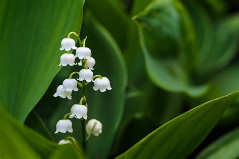The Lily of the Valley .